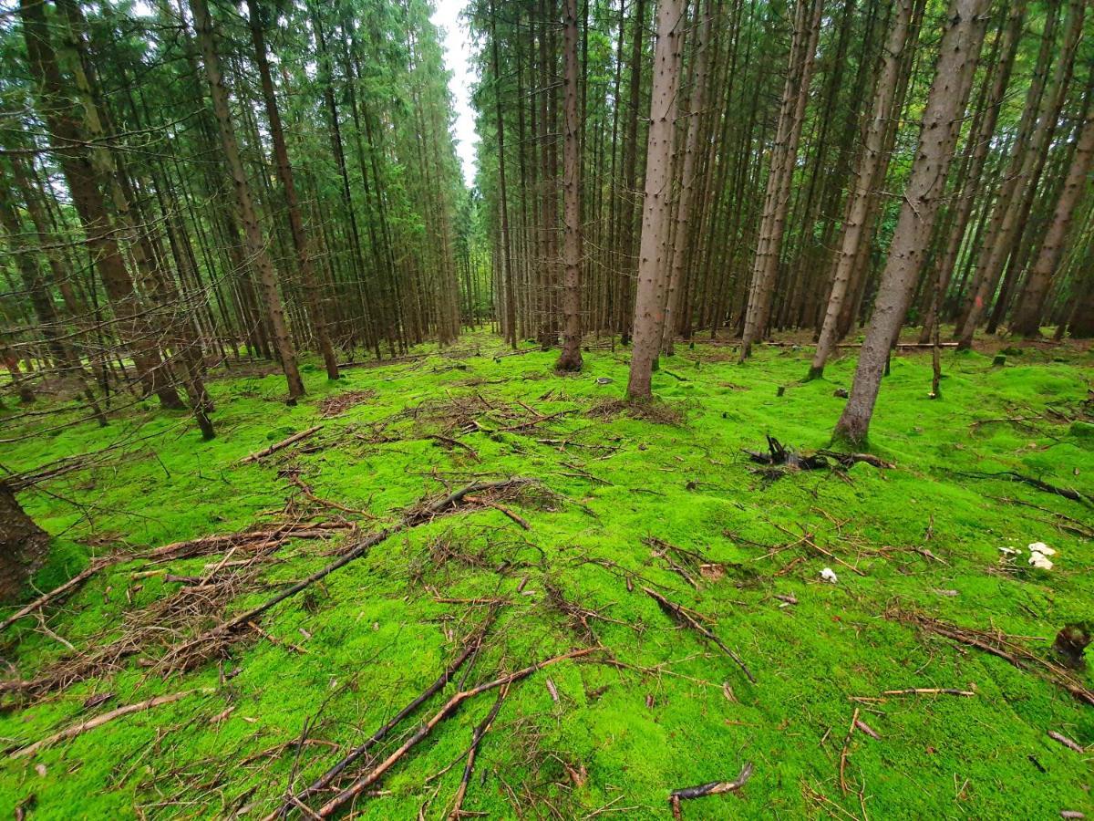 Holzhaus Am See Mit Panoramablick Trausnitz Eksteriør billede